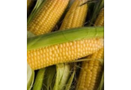 ДН Пивиха - кукурудза, 80 000 насінь, Евраліс фото, цiна